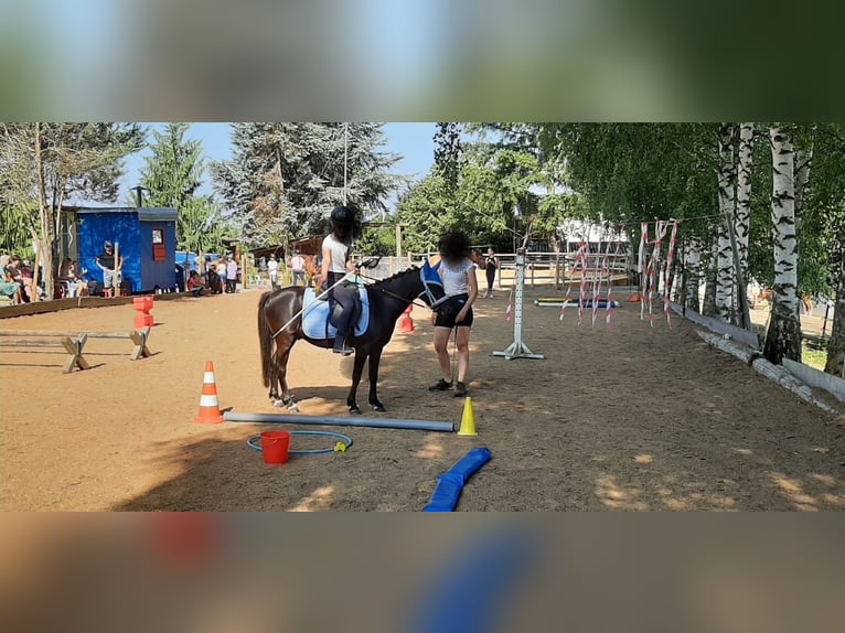 Welsh-B Wallach 8 Jahre 124 cm Rappe in LauterbachLauterbach