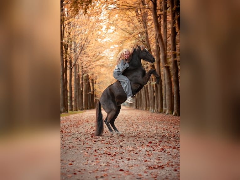 Welsh-B Mix Wallach 8 Jahre 125 cm Schwarzbrauner in Bunschoten-Spakenburg