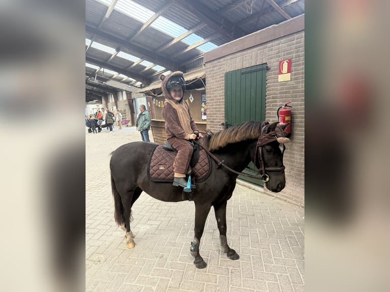 Welsh-B Mix Wallach 8 Jahre 125 cm Schwarzbrauner in Bunschoten-Spakenburg