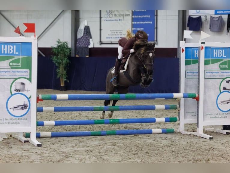 Welsh-B Mix Wallach 8 Jahre 125 cm Schwarzbrauner in Bunschoten-Spakenburg