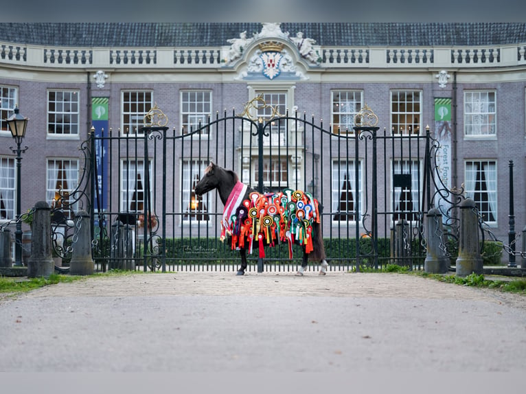 Welsh-B Mix Wallach 8 Jahre 125 cm Schwarzbrauner in Bunschoten-Spakenburg