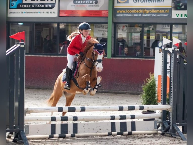 Welsh-B Wallach 8 Jahre 126 cm Fuchs in Greenwich