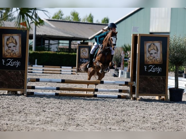 Welsh-B Wallach 8 Jahre 127 cm Dunkelfuchs in Oss