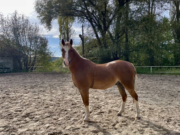 Welsh-B Wallach 8 Jahre 128 cm Dunkelfuchs in Turnov