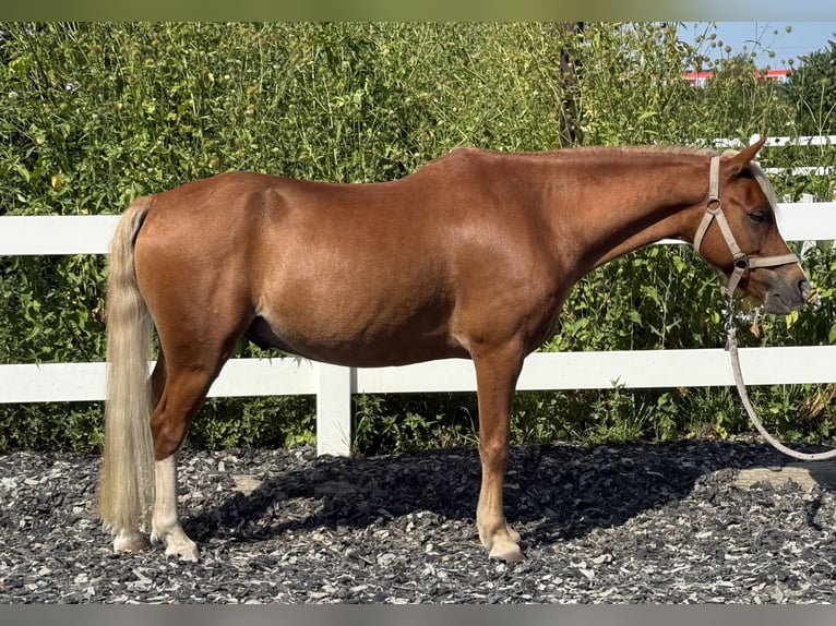 Welsh-B Wallach 8 Jahre 130 cm Dunkelfuchs in München