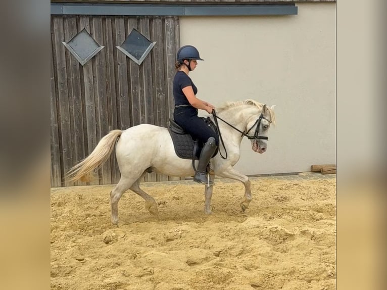 Welsh-B Wallach 8 Jahre 130 cm Schimmel in Daleiden