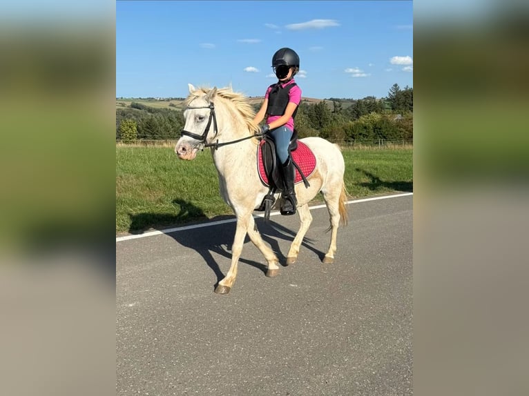 Welsh-B Wallach 8 Jahre 130 cm Schimmel in Daleiden