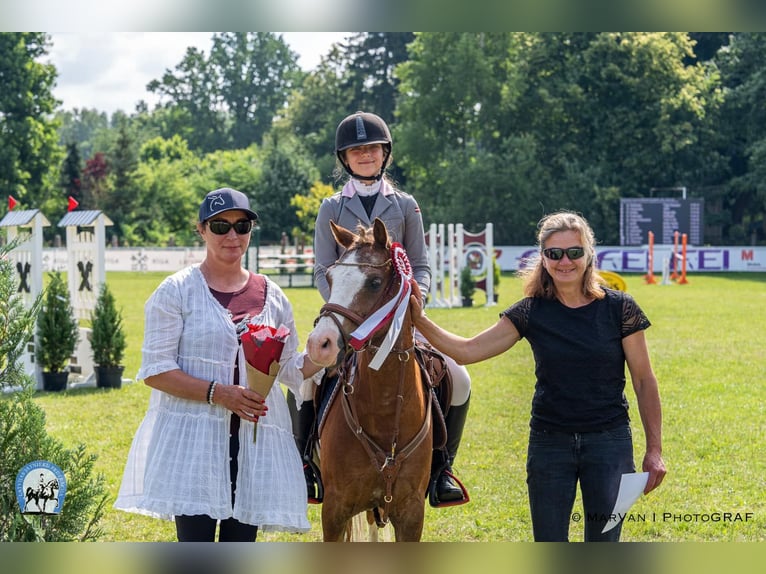 Welsh-B Wallach 8 Jahre 131 cm Rotbrauner in Cesis