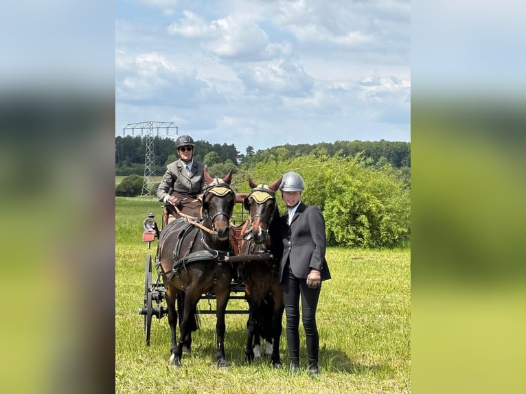Welsh-B Wallach 8 Jahre 132 cm Dunkelbrauner in Landolfshausen