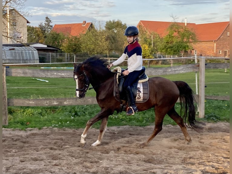 Welsh-B Wallach 8 Jahre 133 cm Dunkelfuchs in Rehburg-Loccum M&#xFC;nchehagen