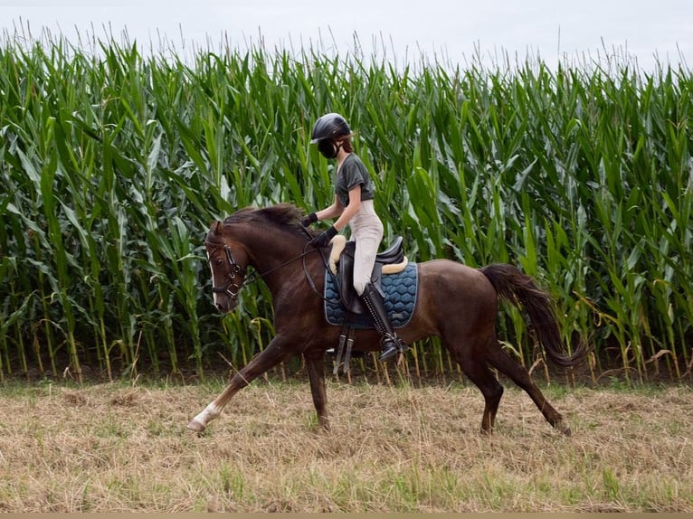 Welsh-B Wallach 8 Jahre 133 cm Dunkelfuchs in Rehburg-Loccum M&#xFC;nchehagen