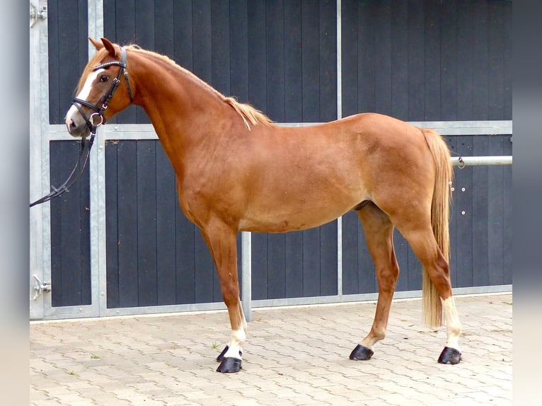 Welsh-B Wallach 8 Jahre 136 cm Fuchs in Halle