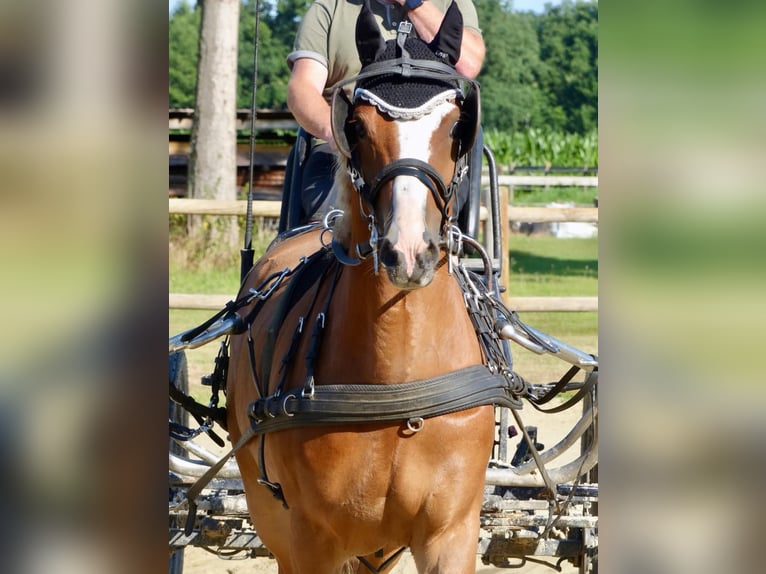 Welsh-B Wallach 8 Jahre 136 cm Fuchs in Halle