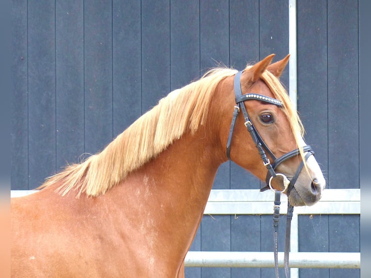 Welsh-B Wallach 8 Jahre 136 cm Fuchs in Halle