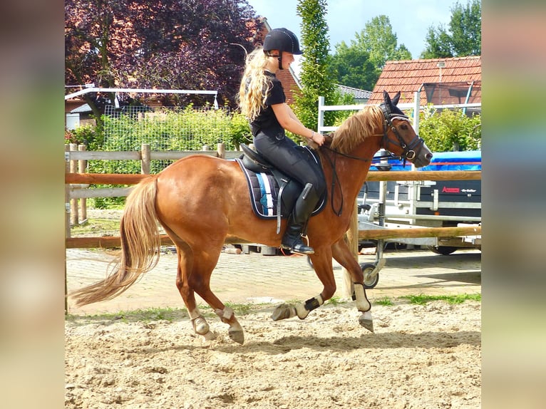 Welsh-B Wallach 8 Jahre 136 cm Fuchs in Halle