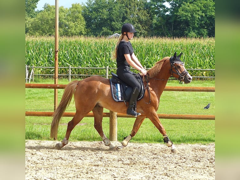 Welsh-B Wallach 8 Jahre 136 cm Fuchs in Halle