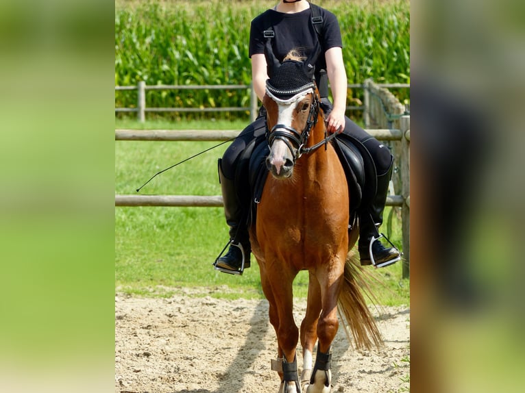 Welsh-B Wallach 8 Jahre 136 cm Fuchs in Halle