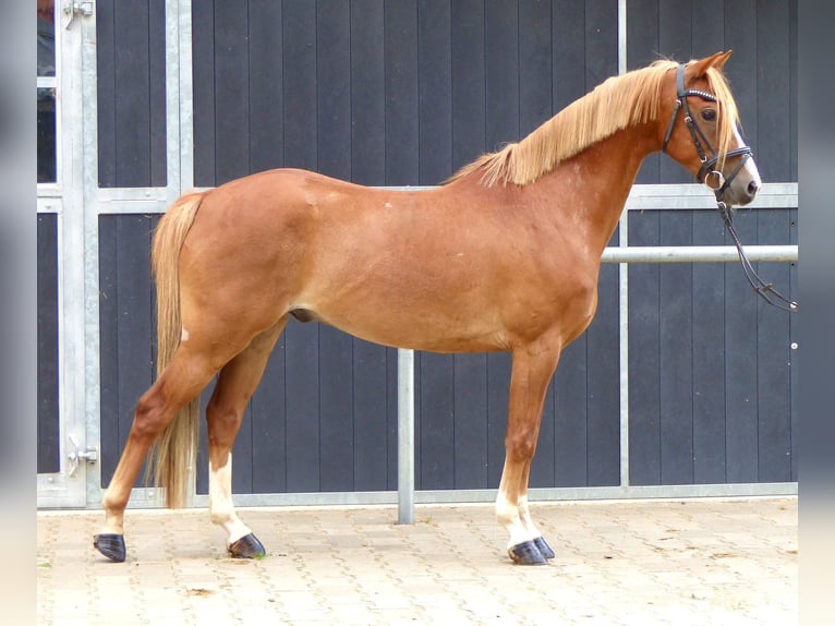 Welsh-B Wallach 8 Jahre 136 cm Fuchs in Halle