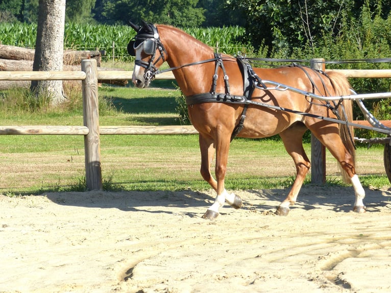 Welsh-B Wallach 8 Jahre 136 cm Fuchs in Halle