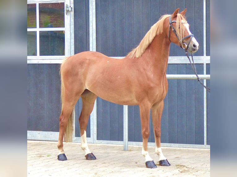 Welsh-B Wallach 8 Jahre 136 cm Fuchs in Halle