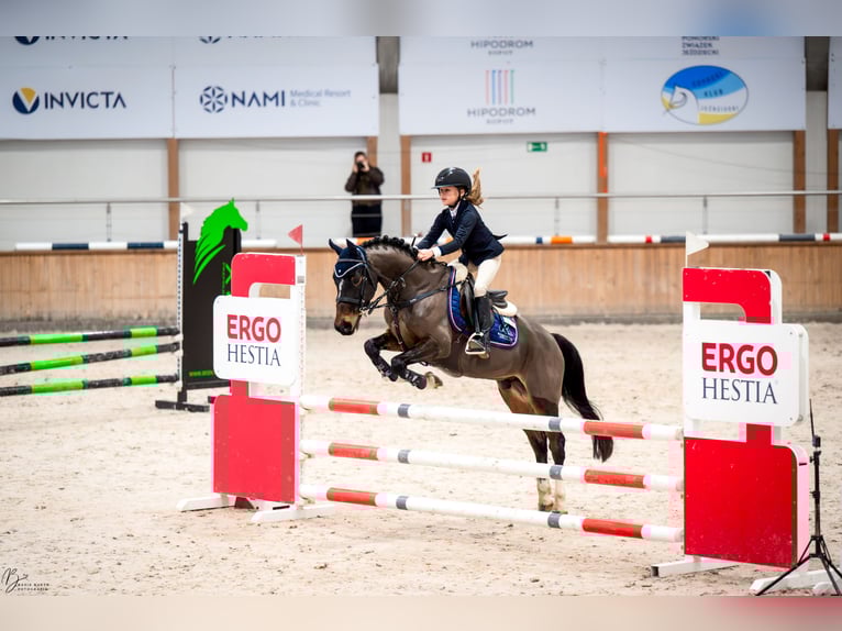 Welsh-B Wallach 8 Jahre 137 cm Dunkelbrauner in Łasin