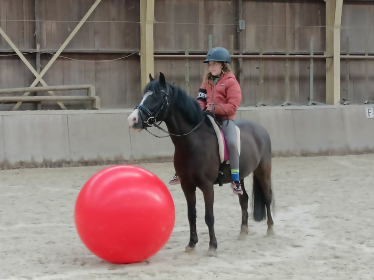 Welsh-B Wallach 9 Jahre 127 cm Dunkelbrauner in Elst
