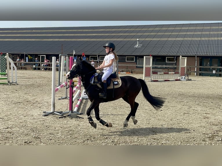 Welsh-B Wallach 9 Jahre 127 cm Dunkelbrauner in Elst