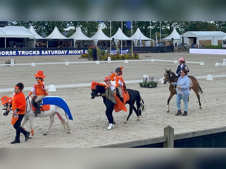Welsh-B Wallach 9 Jahre 127 cm Dunkelbrauner in Elst