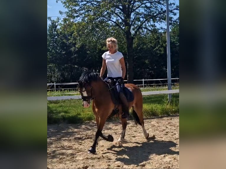 Welsh-B Wallach 9 Jahre 129 cm Brauner in Sendenhorst