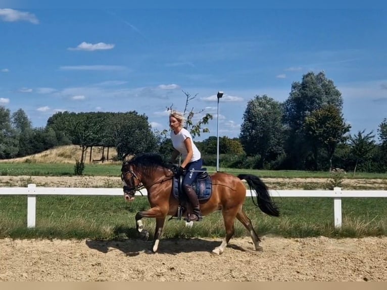 Welsh-B Wallach 9 Jahre 129 cm Brauner in Sendenhorst