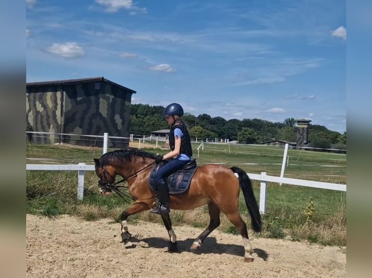 Welsh-B Wallach 9 Jahre 129 cm Brauner in Sendenhorst