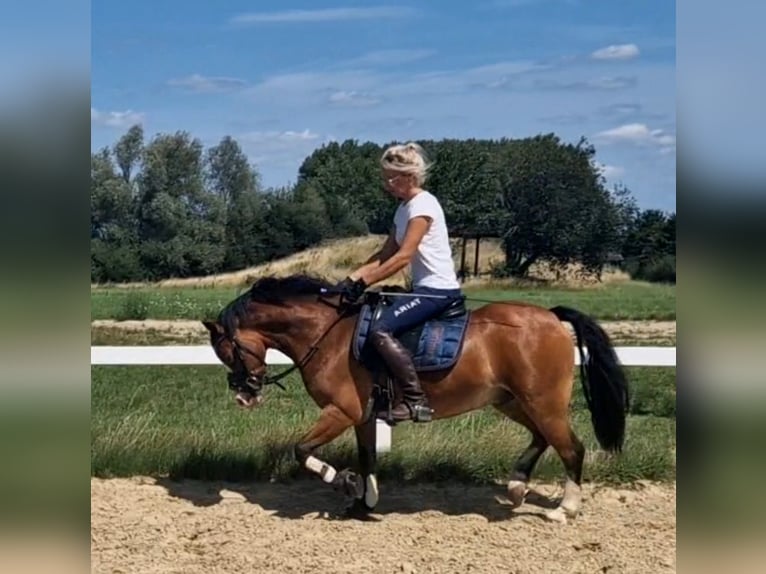 Welsh-B Wallach 9 Jahre 129 cm Brauner in Sendenhorst