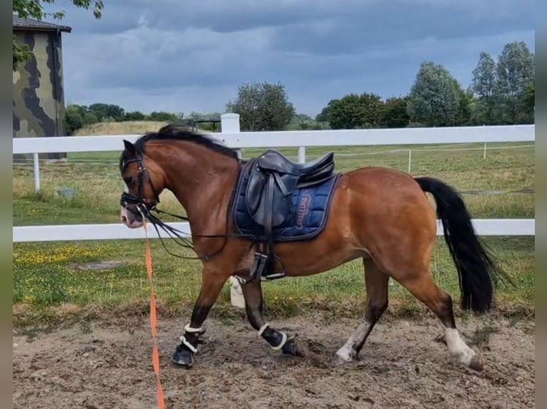 Welsh-B Wallach 9 Jahre 129 cm Brauner in Sendenhorst