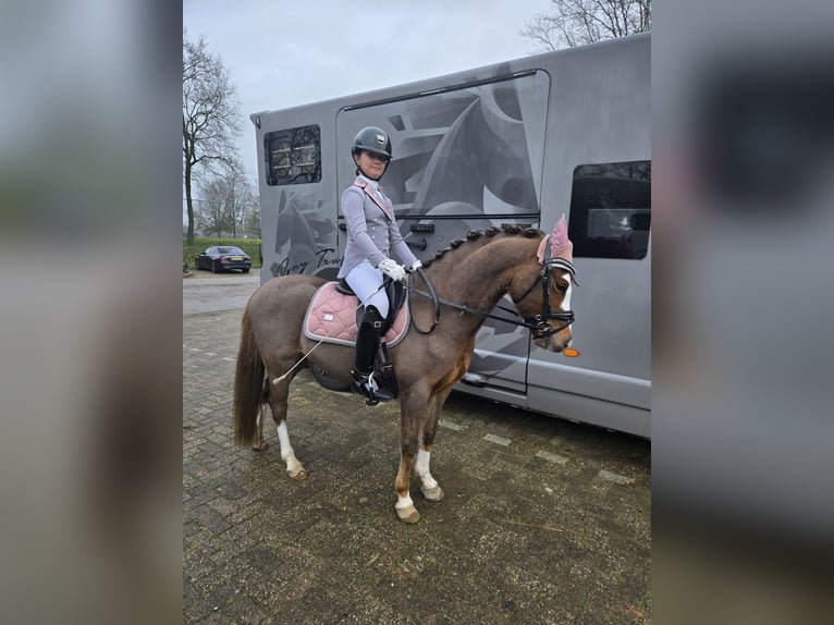 Welsh-B Wallach 9 Jahre 130 cm Dunkelfuchs in Oss