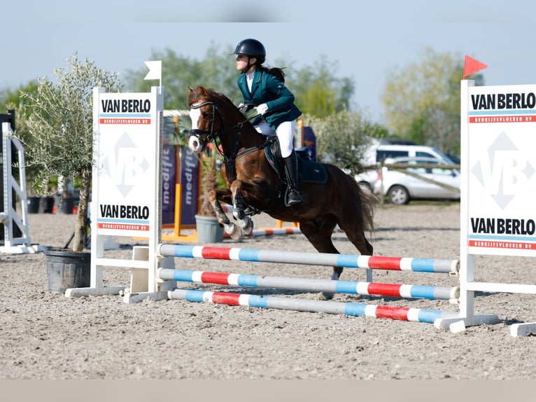 Welsh-B Wallach 9 Jahre 130 cm Dunkelfuchs in Oss