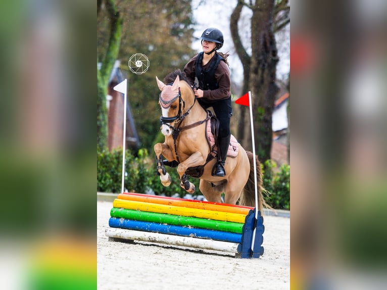 Welsh-B Wallach 9 Jahre 130 cm Dunkelfuchs in Oss