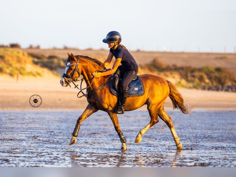 Welsh-B Wallach 9 Jahre 130 cm Dunkelfuchs in Oss