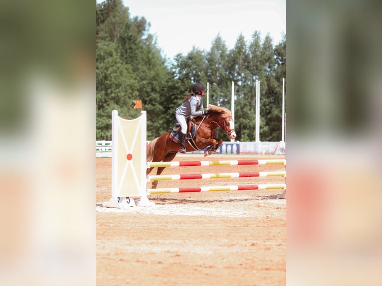 Welsh-B Wallach 9 Jahre 131 cm Rotbrauner in Cesis