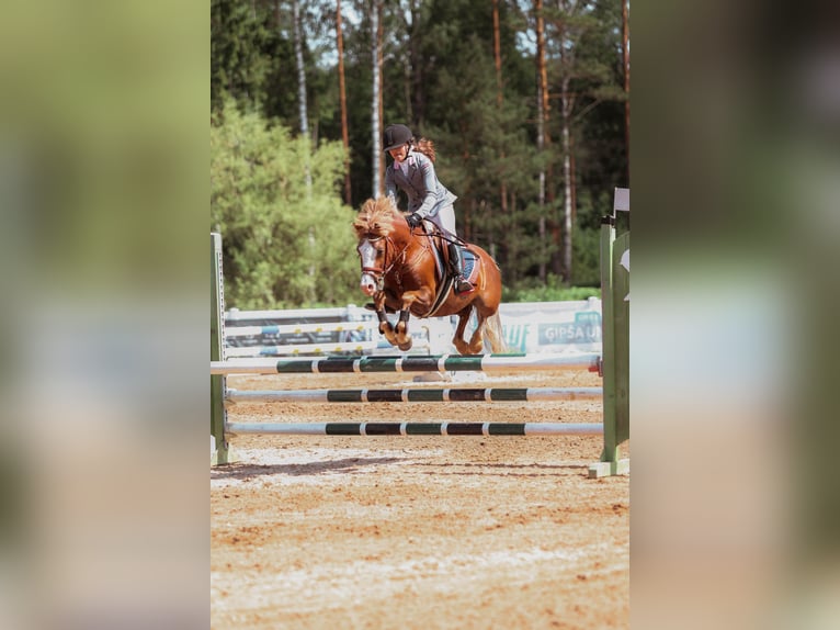 Welsh-B Wallach 9 Jahre 131 cm Rotbrauner in Cesis