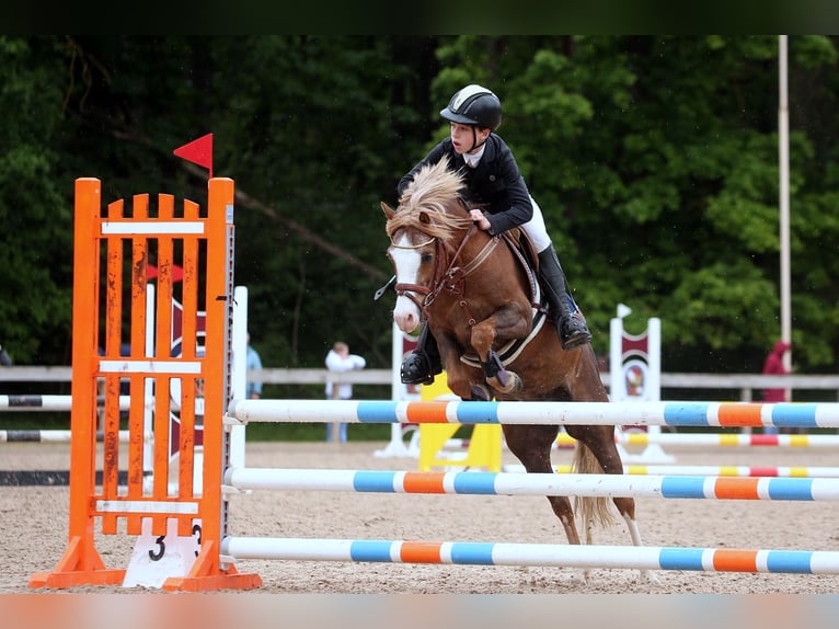 Welsh-B Wallach 9 Jahre 131 cm Rotbrauner in Cesis