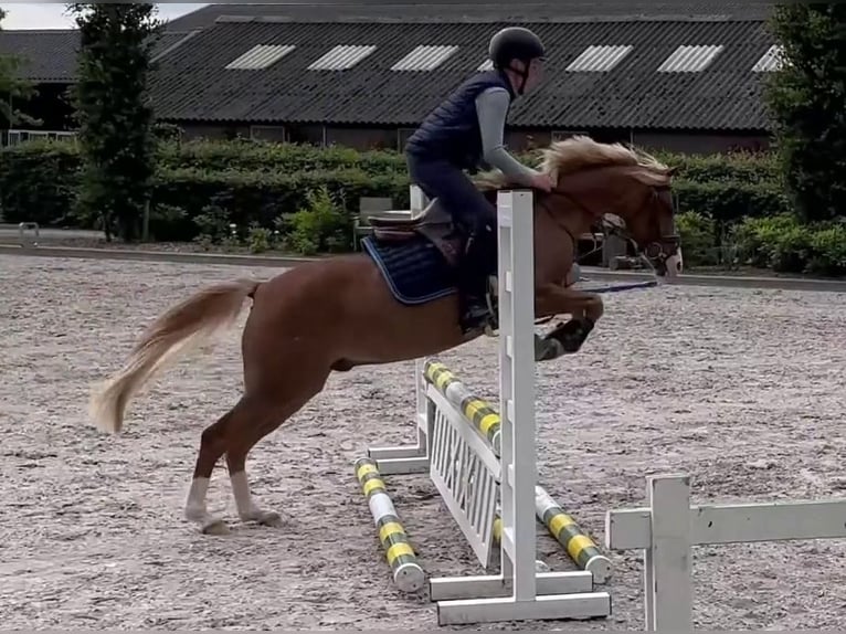 Welsh-B Wallach 9 Jahre 132 cm Fuchs in Bramsche