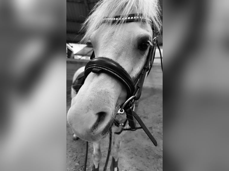 Welsh-B Wallach 9 Jahre 134 cm Apfelschimmel in Brunnthal