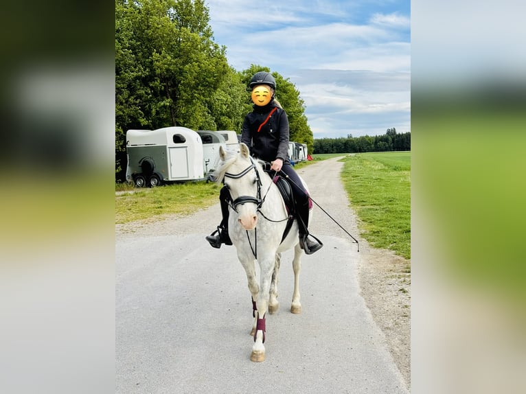 Welsh-B Wallach 9 Jahre 134 cm Apfelschimmel in Brunnthal