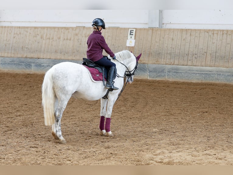 Welsh-B Wallach 9 Jahre 134 cm Apfelschimmel in München