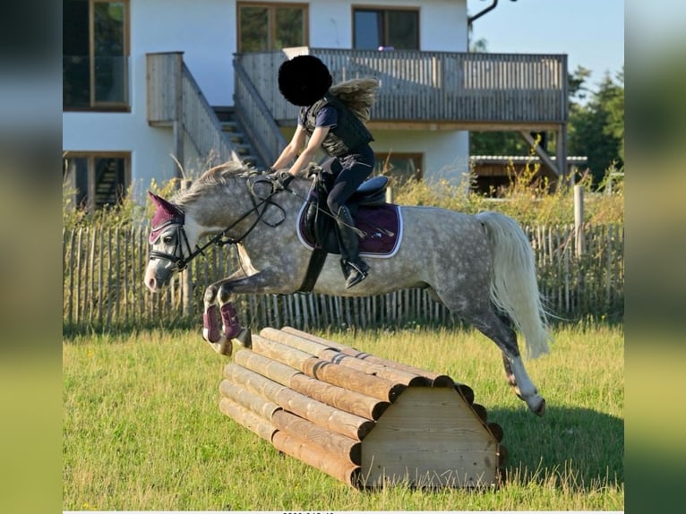 Welsh-B Wallach 9 Jahre 134 cm Apfelschimmel in München