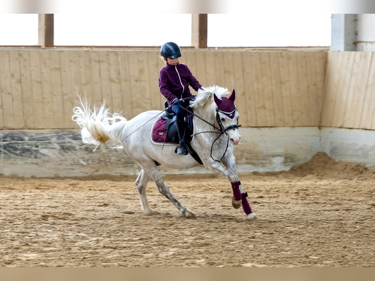 Welsh-B Wallach 9 Jahre 134 cm Apfelschimmel in München