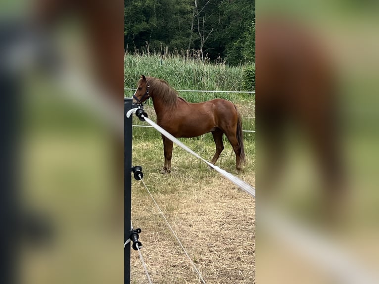 Welsh-B Wallach 9 Jahre 134 cm Fuchs in Oranienburg