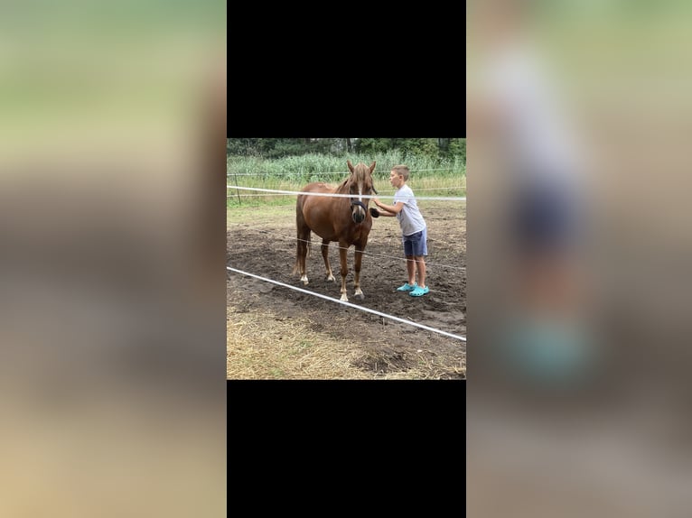 Welsh-B Wallach 9 Jahre 134 cm Fuchs in Oranienburg