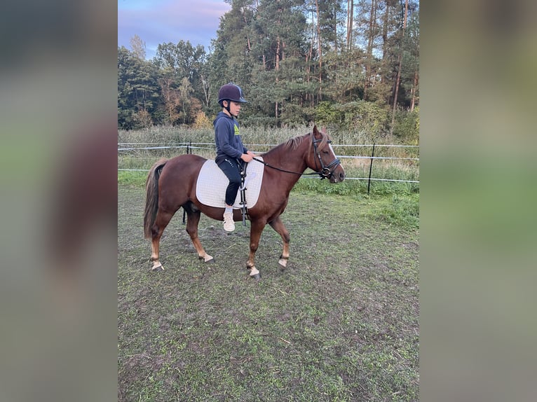 Welsh-B Wallach 9 Jahre 134 cm Fuchs in Oranienburg