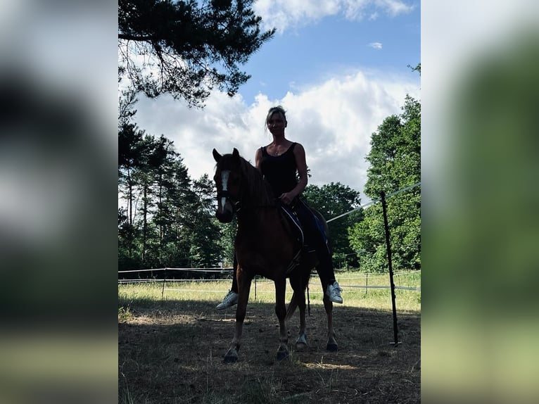 Welsh-B Wallach 9 Jahre 134 cm Fuchs in Oranienburg